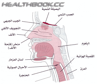 علاج حساسية الأنف بالعسل %D8%A7%D9%84%D8%A3%D9%86%D9%81