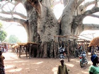 உலகில் உள்ள வித்தியாசமான சில மரங்கள் Baobab_Tree_AlliCooper-