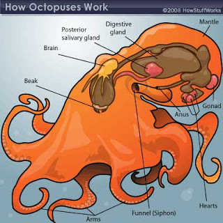 இதயம் சில உண்மைகள்! Octopus-mantle