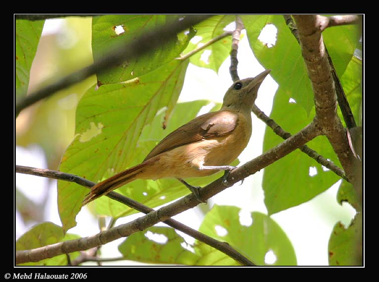 உலகின் அதிக விஷமுடைய பறவைகள்!  4370Variable_Pitohui_-_Pitohui_kirhocephalus_21