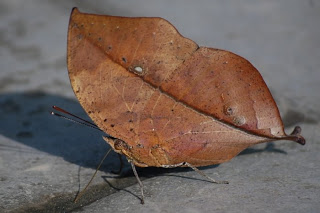 அறிவோமா அறிவியல்: விலங்கினங்களின் மிமிக்கிரி! Dead-leaf-butterfly