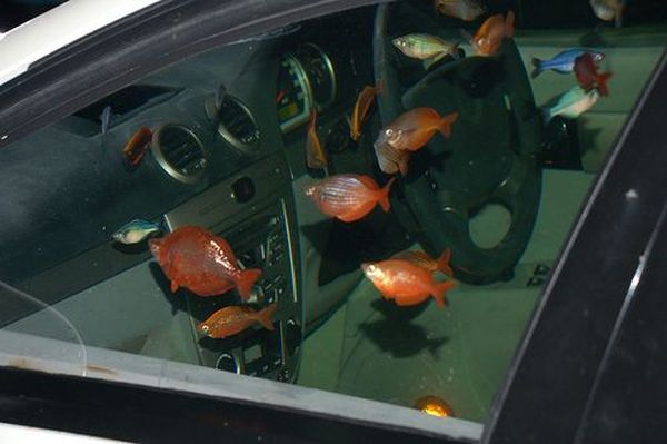 سيارة حوض للاسماك .. Car-aquarium-05