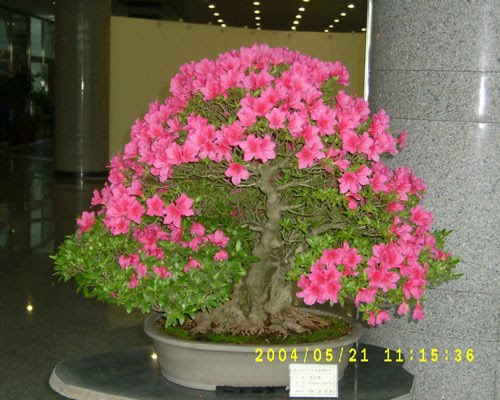 சேனையில் அழகான பூச் செடிகள். Bonsai-tree-12