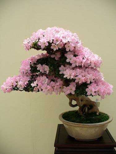 சேனையில் அழகான பூச் செடிகள். Bonsai-tree-08