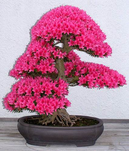 சேனையில் அழகான பூச் செடிகள். Bonsai-tree-07