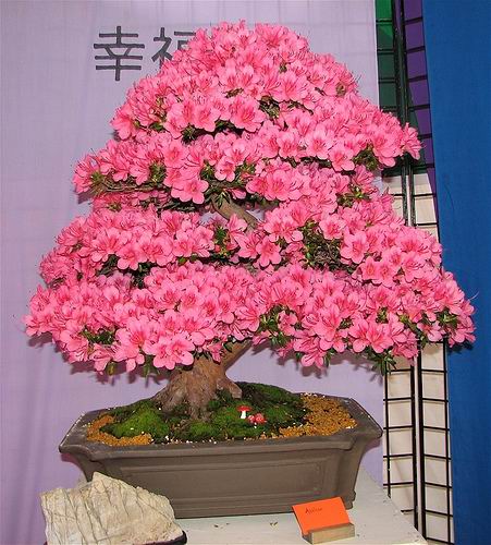 சேனையில் அழகான பூச் செடிகள். Bonsai-tree-22