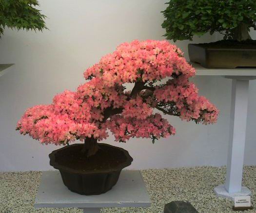 சேனையில் அழகான பூச் செடிகள். Bonsai-tree-20