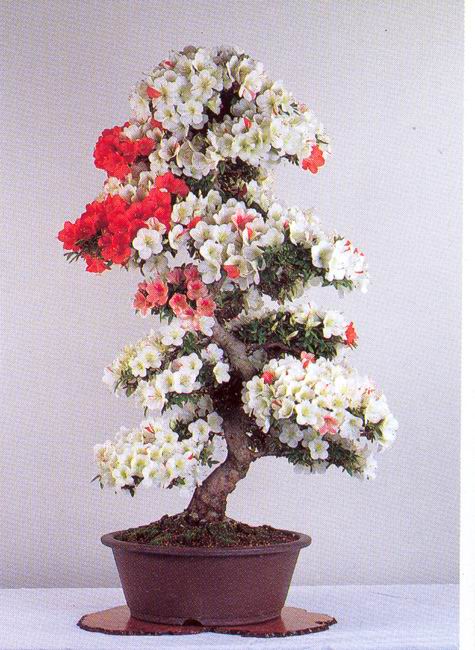 சேனையில் அழகான பூச் செடிகள். Bonsai-tree-02