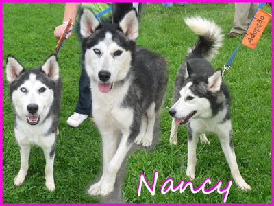 Nancy jovem Xhusky para Adopção - PRAVI Nancy