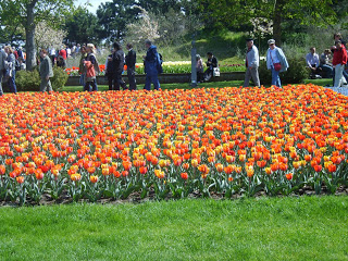 حديقة كوكنهوف أكبر حديقة زهور في العالم Keukenhof, the world's largest flower garden S8300498