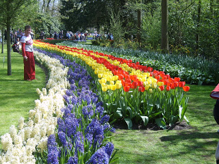 حديقة كوكنهوف أكبر حديقة زهور في العالم Keukenhof, the world's largest flower garden S8300573