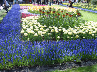 حديقة كوكنهوف أكبر حديقة زهور في العالم Keukenhof, the world's largest flower garden S8300560