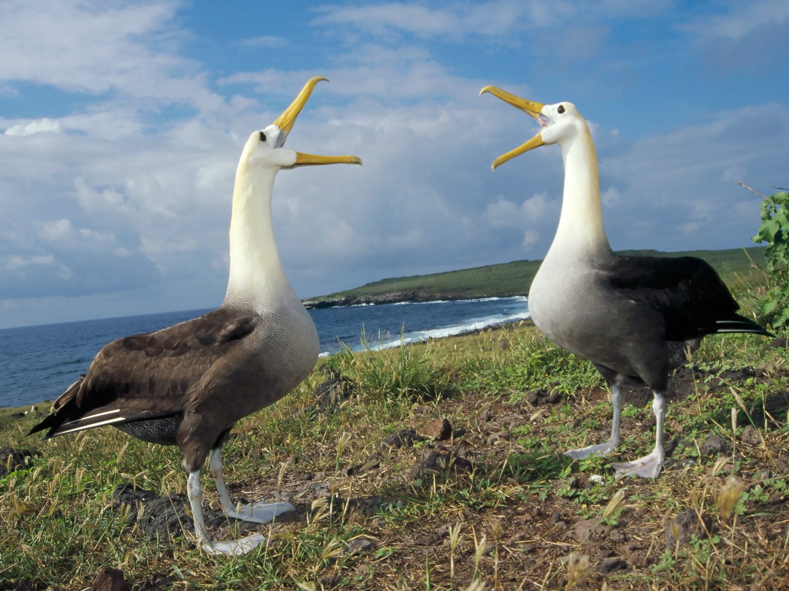 கடற் பறவை  - Page 2 Courtship-display-waved-albatross-galapagos-pictures