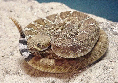 "serpientes Venenosas Mexicanas" Clip_image004