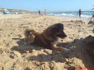 Lobita - Cadelinha SRD 2/3 anos para adopção - Margem Sul DSC02084