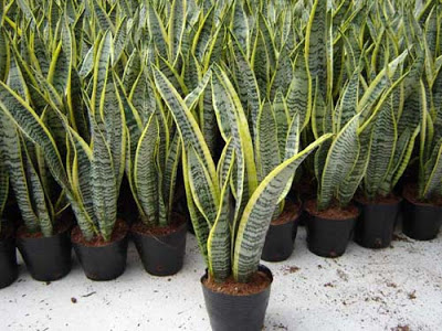 9 Tanaman hias terpopuler yang bisa membuat kaya Sansevieria-BFS1001-