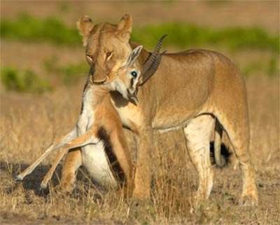 நிஜமாய்க் காத்திருக்கிறார்கள்..... Lion-hunting-deer-pics