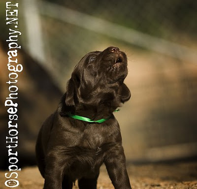 Labradorec (Labrador retriever) CBrooks105_SportHorsePhotography