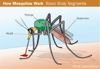 Fakta-Fakta Unik Tentang Nyamuk Mosquito-parts