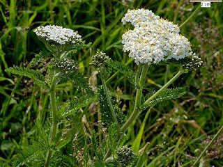 28 OCAK 2018 PAZAR BULMACASI SAYI : 1661 - Sayfa 2 Achillea_millefolium_4f5