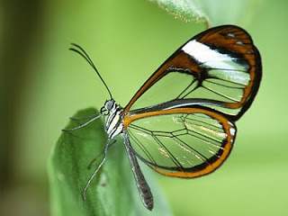 *** LAS MARIPOSAS DEL RINCON DE ENERI *** - Página 17 Mariposa