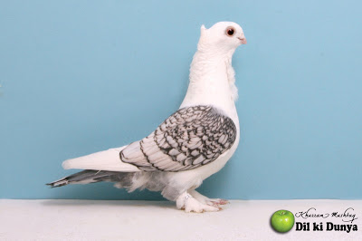 من أجمل أنواع الحمام (لاتنسوا ذكر الله )  Pigeon%2B%252811%2529