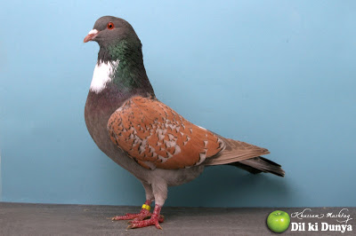 من أجمل أنواع الحمام (لاتنسوا ذكر الله )  Pigeon%2B%25289%2529