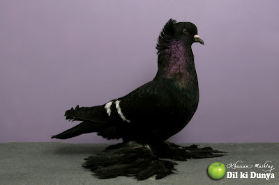 من أجمل أنواع الحمام (لاتنسوا ذكر الله )  Pigeon%2B%252813%2529