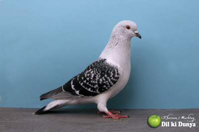 من أجمل أنواع الحمام (لاتنسوا ذكر الله )  Pigeon%2B%252828%2529