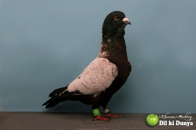 من أجمل أنواع الحمام (لاتنسوا ذكر الله )  Pigeon%2B%252836%2529