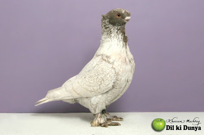 من أجمل أنواع الحمام (لاتنسوا ذكر الله )  Pigeon%2B%252843%2529