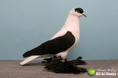 من أجمل أنواع الحمام (لاتنسوا ذكر الله )  Pigeon%2B%252850%2529