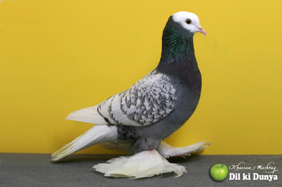 من أجمل أنواع الحمام (لاتنسوا ذكر الله )  Pigeon%2B%252851%2529