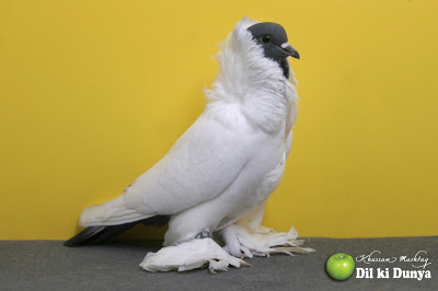 من أجمل أنواع الحمام (لاتنسوا ذكر الله )  Pigeon%2B%252855%2529