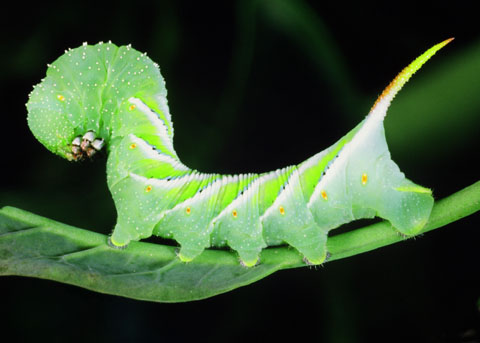 gusano del tabaco (Manduca sexta) Manduca_sexta_Larva