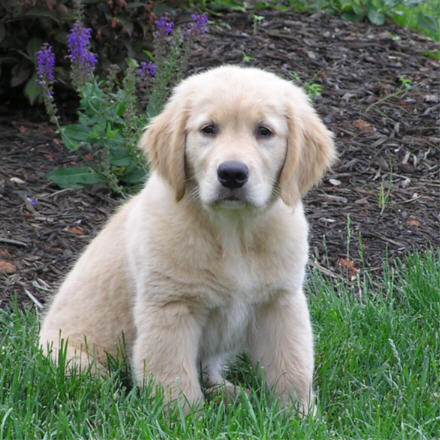 Picture Game - Page 2 Golden-retriever-puppy6
