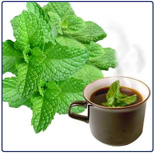 புதினாவும் அதன் மருத்துவ குணங்களும் Mint