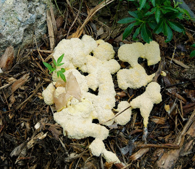 White Fungus Dog-vomit-slime-mold