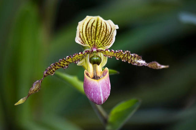 Εικόνες Φυτών... - Σελίδα 28 Purple-Paphiopedilium-Slipper-Orchid