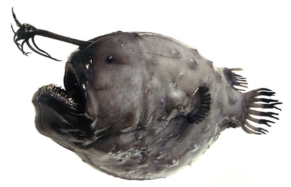 Criaturas marinhas bizarras das profundezas Greenland-fish-female-anglerfish_19297_600x450