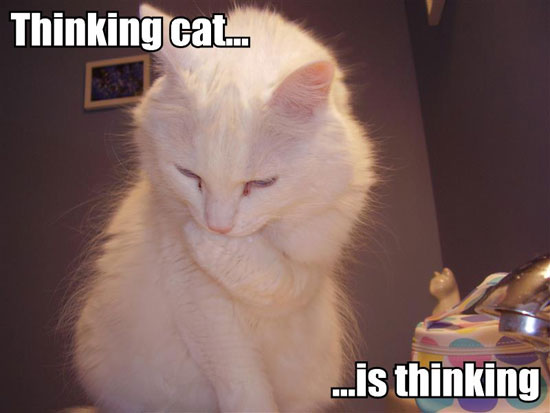 The Business / Fake Hopsin Thread - Page 30 090404-thinking-cat