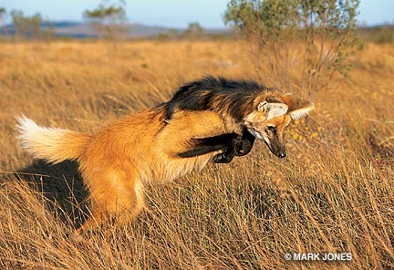  الذئب الحصان؟!! Wolf_jump