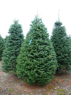 ¿QUÉ ARBOL ERES TU? Abeto-familia-de-las-coniferas