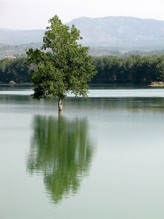 ¿QUÉ ARBOL ERES TU? %C3%A1lamo