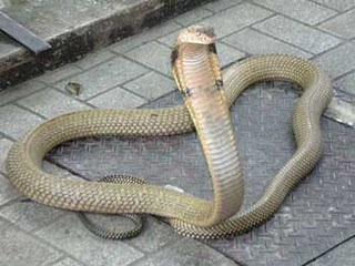 இப்படியும் நேர்த்திக்கடனா..? இளகிய மனமுடையோர் பார்க்க தடை!! One-head-cobra-3