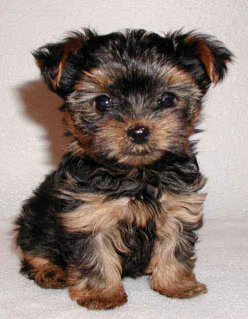 Queridos amigos... Yorkie-yorkshire-terrier-puppy