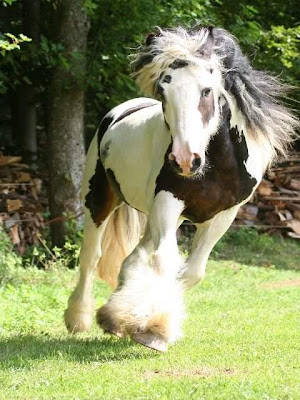 Beautiful horses pictures 18