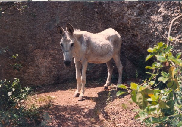 La jefa de Sant Benet!!! 20676_104397549578152_100000237224295_107805_6796055_n