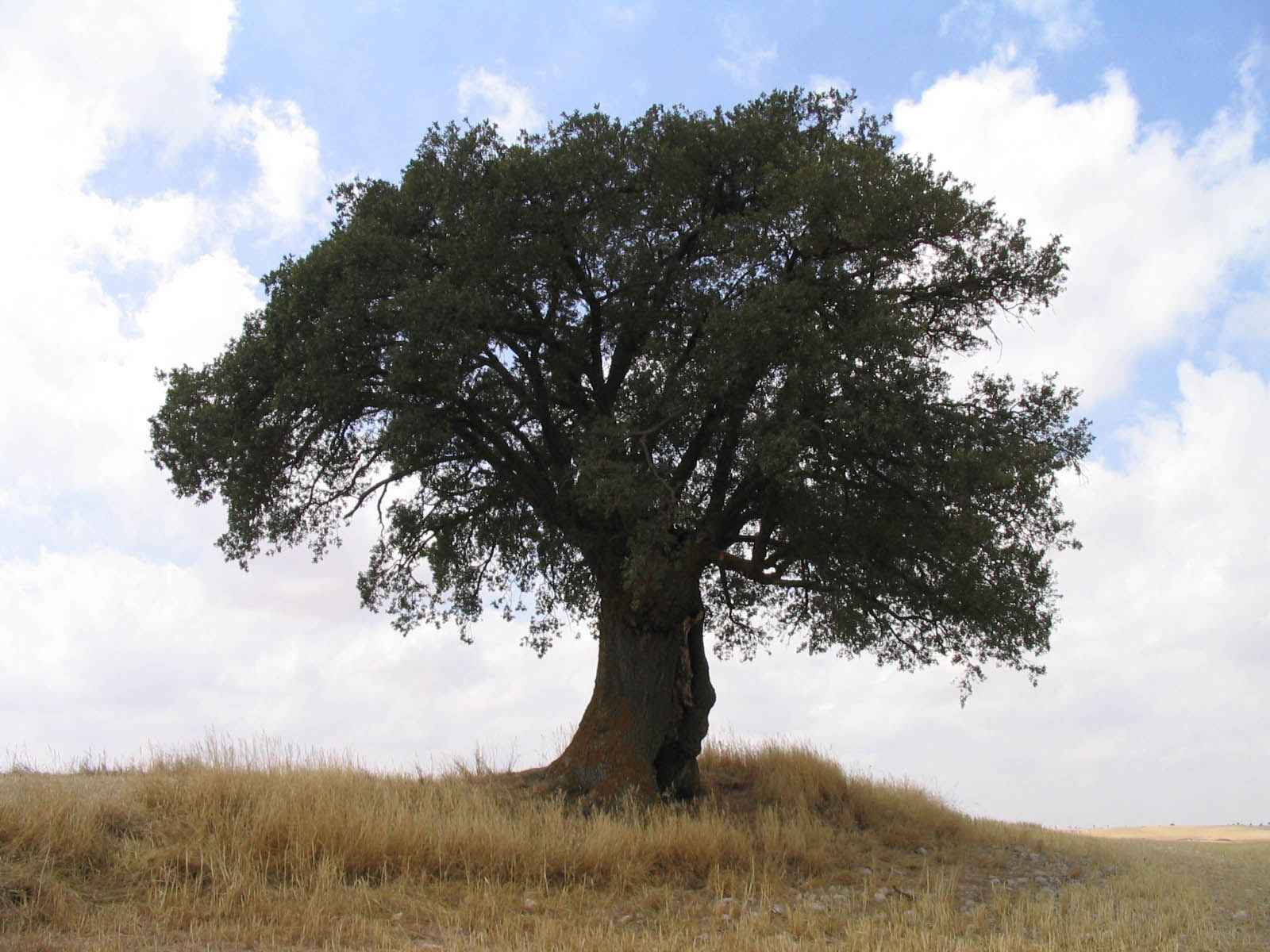 PALABRAS PRESTADAS.. UN RINCON CERCA DEL CIELO.. - Página 9 Roble