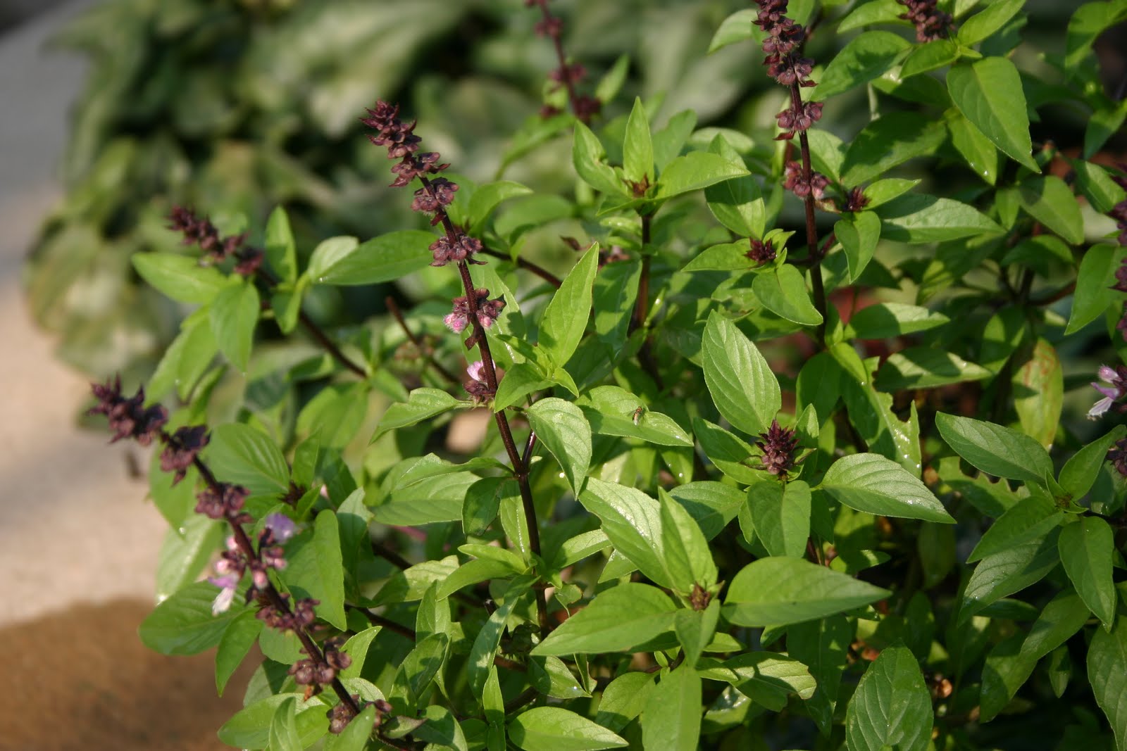 துளசி இலையின் மகத்துவம் Tulsi1